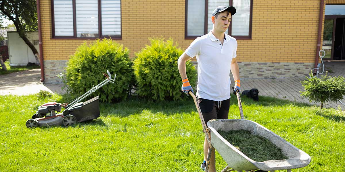 A worker pushes a wheelbarrow full of grass clippings on a bright green lawn, demonstrating professional lawn care services.