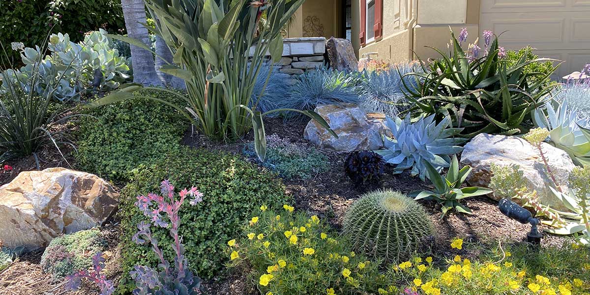 A vibrant front yard landscape featuring drought-tolerant succulents, cacti, ornamental grasses, and decorative rocks arranged in mulch.