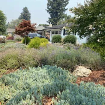 Residential front yard featuring succulents, lavender, ornamental grasses, a Japanese maple, dark mulch beds, and natural boulders beside a white home.