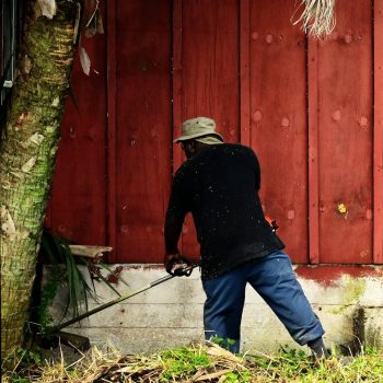 Landscape maintenance worker using a string trimmer to clear grass and weeds along a building exterior near a tree.